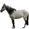 https://www.americanbreeder.com/images/com_adsmanager/categories/954cat_t.jpg