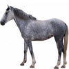 https://www.americanbreeder.com/images/com_adsmanager/categories/955cat_t.jpg
