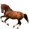 https://www.americanbreeder.com/images/com_adsmanager/categories/956cat_t.jpg