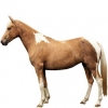 https://www.americanbreeder.com/images/com_adsmanager/categories/957cat_t.jpg
