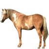 https://www.americanbreeder.com/images/com_adsmanager/categories/958cat_t.jpg