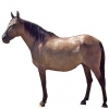 https://www.americanbreeder.com/images/com_adsmanager/categories/959cat_t.jpg