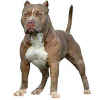 https://www.americanbreeder.com/images/com_adsmanager/categories/95cat_t.jpg