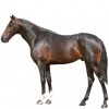 https://www.americanbreeder.com/images/com_adsmanager/categories/960cat_t.jpg