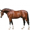 https://www.americanbreeder.com/images/com_adsmanager/categories/962cat_t.jpg