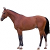 https://www.americanbreeder.com/images/com_adsmanager/categories/963cat_t.jpg