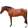 https://www.americanbreeder.com/images/com_adsmanager/categories/964cat_t.jpg