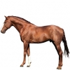 https://www.americanbreeder.com/images/com_adsmanager/categories/965cat_t.jpg