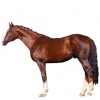 https://www.americanbreeder.com/images/com_adsmanager/categories/966cat_t.jpg