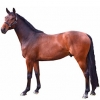 https://www.americanbreeder.com/images/com_adsmanager/categories/967cat_t.jpg
