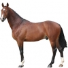 https://www.americanbreeder.com/images/com_adsmanager/categories/968cat_t.jpg