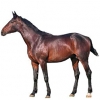https://www.americanbreeder.com/images/com_adsmanager/categories/969cat_t.jpg