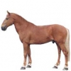 https://www.americanbreeder.com/images/com_adsmanager/categories/970cat_t.jpg