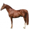 https://www.americanbreeder.com/images/com_adsmanager/categories/971cat_t.jpg