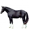https://www.americanbreeder.com/images/com_adsmanager/categories/972cat_t.jpg
