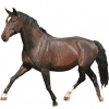 https://www.americanbreeder.com/images/com_adsmanager/categories/974cat_t.jpg