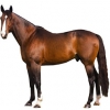 https://www.americanbreeder.com/images/com_adsmanager/categories/976cat_t.jpg