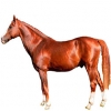 https://www.americanbreeder.com/images/com_adsmanager/categories/978cat_t.jpg