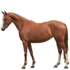 https://www.americanbreeder.com/images/com_adsmanager/categories/979cat_t.jpg