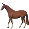https://www.americanbreeder.com/images/com_adsmanager/categories/980cat_t.jpg