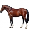https://www.americanbreeder.com/images/com_adsmanager/categories/981cat_t.jpg