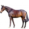 https://www.americanbreeder.com/images/com_adsmanager/categories/982cat_t.jpg