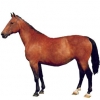 https://www.americanbreeder.com/images/com_adsmanager/categories/983cat_t.jpg