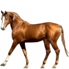https://www.americanbreeder.com/images/com_adsmanager/categories/984cat_t.jpg