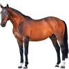 https://www.americanbreeder.com/images/com_adsmanager/categories/986cat_t.jpg