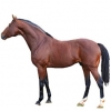 https://www.americanbreeder.com/images/com_adsmanager/categories/987cat_t.jpg