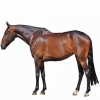 https://www.americanbreeder.com/images/com_adsmanager/categories/988cat_t.jpg