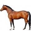 https://www.americanbreeder.com/images/com_adsmanager/categories/989cat_t.jpg