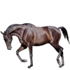 https://www.americanbreeder.com/images/com_adsmanager/categories/990cat_t.jpg