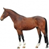 https://www.americanbreeder.com/images/com_adsmanager/categories/991cat_t.jpg