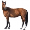 https://www.americanbreeder.com/images/com_adsmanager/categories/992cat_t.jpg