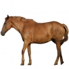 https://www.americanbreeder.com/images/com_adsmanager/categories/993cat_t.jpg