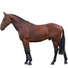 https://www.americanbreeder.com/images/com_adsmanager/categories/994cat_t.jpg