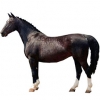https://www.americanbreeder.com/images/com_adsmanager/categories/997cat_t.jpg