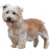 https://www.americanbreeder.com/images/com_adsmanager/categories/99cat_t.jpg