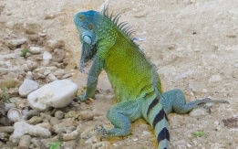 A Prize Green Iguana