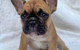AKC Male French Bulldogs