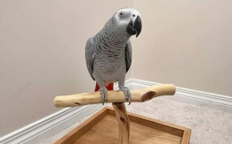 3 Years African Grey Parrot