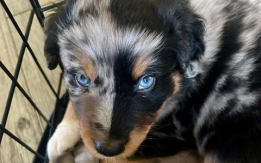 6 week old Australian Shepard Puppies