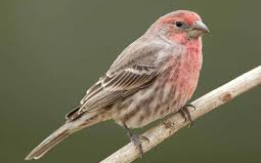 Colorful Songbird! [DEMO AD]