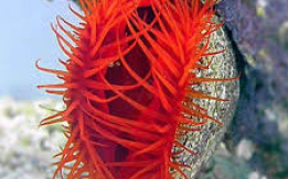 A Unique & Carnivorous Beauty!