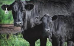 Perfect for Breeding & Beef! [DEMO AD]