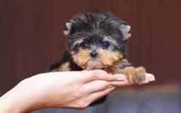 Adorable Maltese &Yorkie Mix [DEMO AD]