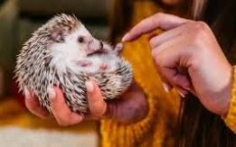 Adorable Perfect Pocket-Sized[DEMO AD]