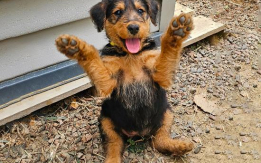 Airedale Terrier puppies