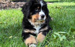 AKC Bernese Mountain Dog Puppies